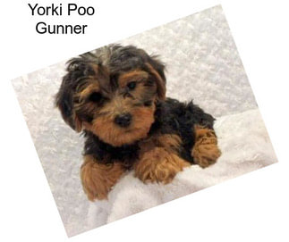 Yorki Poo Gunner