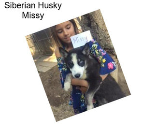 Siberian Husky Missy