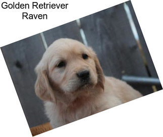 Golden Retriever Raven