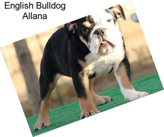 English Bulldog Allana