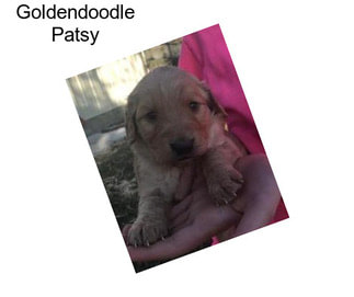 Goldendoodle Patsy