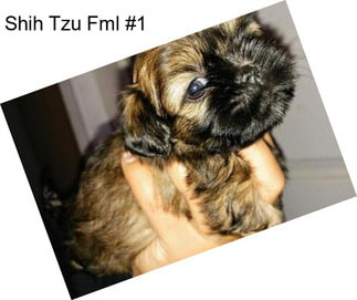 Shih Tzu Fml #1