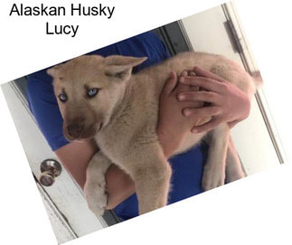 Alaskan Husky Lucy