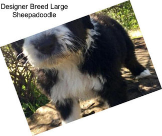 Designer Breed Large Sheepadoodle