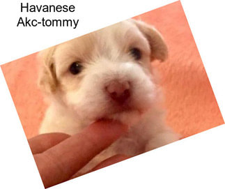 Havanese Akc-tommy