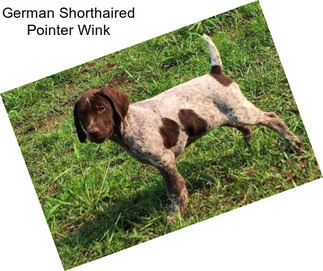 German Shorthaired Pointer Wink