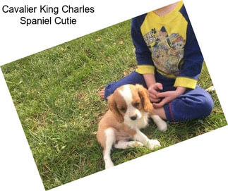Cavalier King Charles Spaniel Cutie