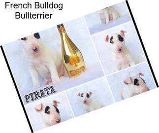 French Bulldog Bullterrier