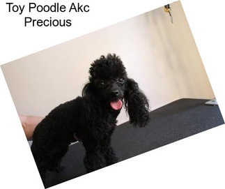 Toy Poodle Akc Precious