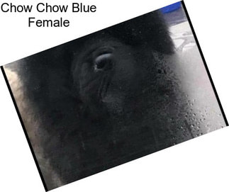 Chow Chow Blue Female