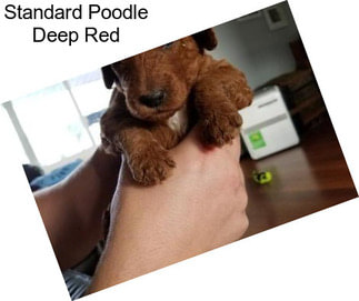 Standard Poodle Deep Red