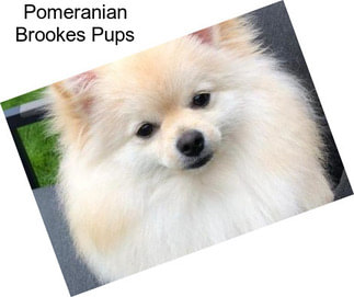 Pomeranian Brookes Pups