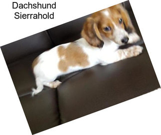 Dachshund Sierrahold