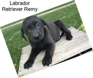Labrador Retriever Remy