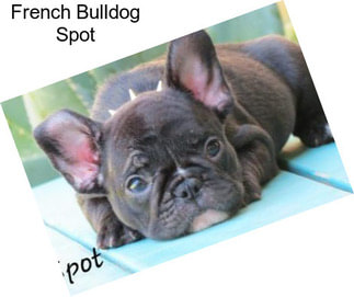 French Bulldog Spot