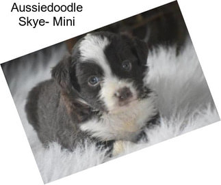 Aussiedoodle Skye- Mini