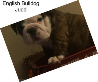 English Bulldog Judd