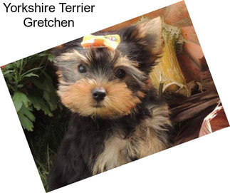 Yorkshire Terrier Gretchen