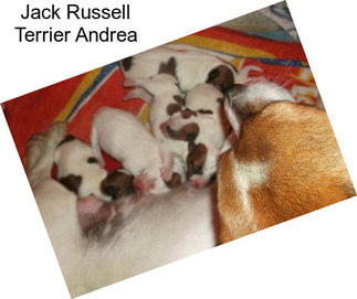 Jack Russell Terrier Andrea