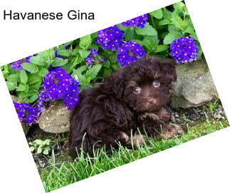 Havanese Gina