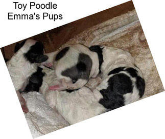 Toy Poodle Emma\'s Pups