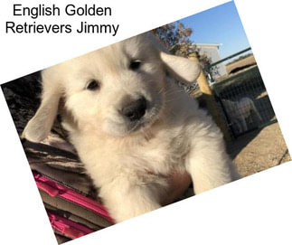 English Golden Retrievers Jimmy