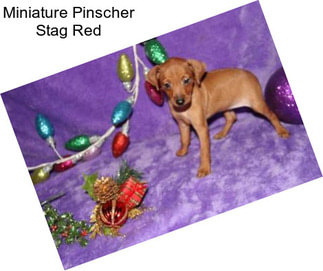 Miniature Pinscher Stag Red