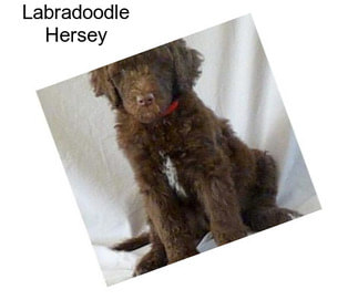 Labradoodle Hersey