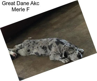 Great Dane Akc Merle F