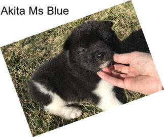 Akita Ms Blue