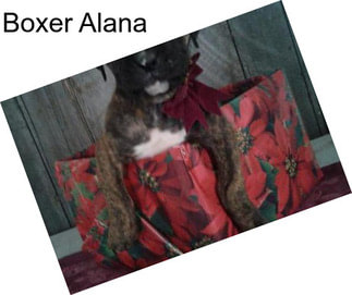 Boxer Alana