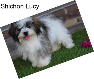 Shichon Lucy