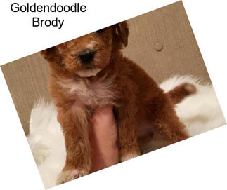 Goldendoodle Brody