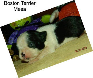 Boston Terrier Mesa