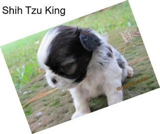 Shih Tzu King