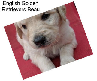 English Golden Retrievers Beau