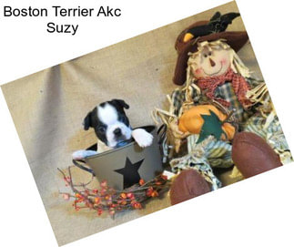 Boston Terrier Akc Suzy