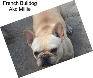 French Bulldog Akc Millie