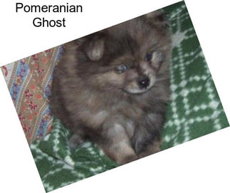 Pomeranian Ghost