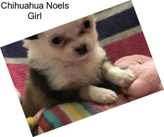 Chihuahua Noels Girl