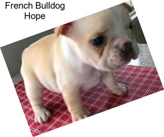 French Bulldog Hope