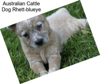 Australian Cattle Dog Rhett-blueye