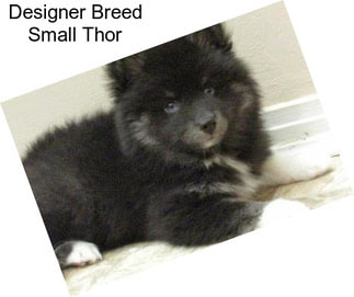Designer Breed Small Thor