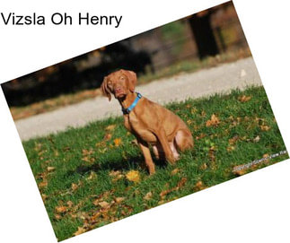 Vizsla Oh Henry