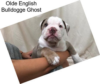 Olde English Bulldogge Ghost