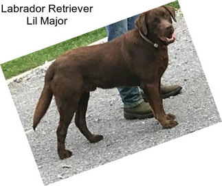 Labrador Retriever Lil Major