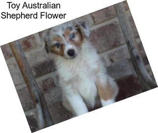 Toy Australian Shepherd Flower