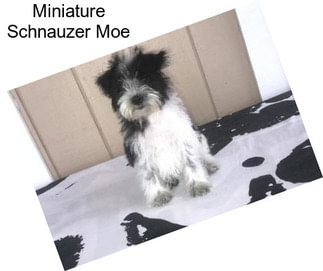 Miniature Schnauzer Moe