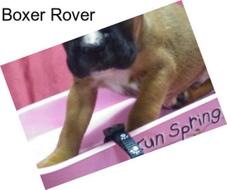 Boxer Rover
