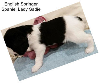 English Springer Spaniel Lady Sadie